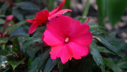 A single pretty pink flower, New Guinea impatiens, is blooming in the garden