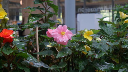 A beautiful pink flower, Tuberous begonias, is blooming in the garden