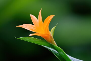 Obraz premium A bright orange flower emerges from lush green foliage, capturing a peaceful moment in nature. This botanical beauty radiates vibrant colors under soft lighting