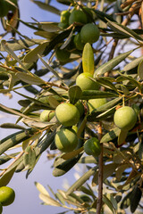 Green olives on an olive tree in Greece.