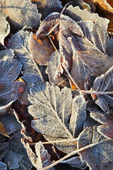 Frozen frost covered withered brown leaves