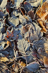 Frozen frost covered withered brown leaves