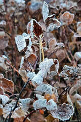 Frozen frost covered withered brown leaves