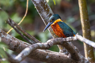 Ringed Kingfisher sitting on a branch observing the river to catch a fish, in the Pantanal of Brazil
