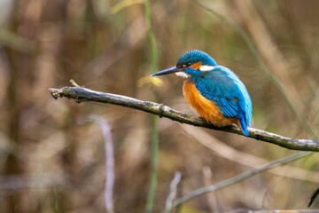 Eisvogel im Herbst auf einem Ast / Vogel / Kingfisher