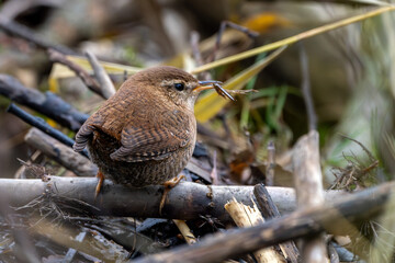 Zaunkönig am Boden auf der Futtersuche an einem Bach / Vogel