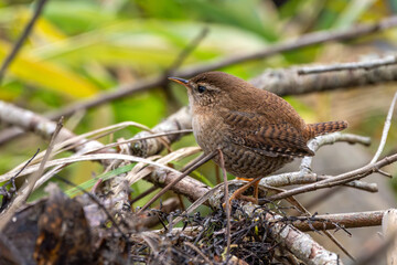 Zaunkönig am Boden auf der Futtersuche an einem Bach / Vogel