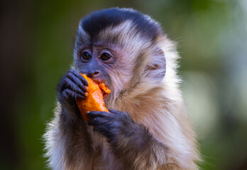 Adorable Hooded Capuchin chewing on some mango in the Pantanal region of Brazil