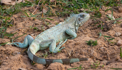 Wild Green Iguana in the Pantanal wetlands of Brazil