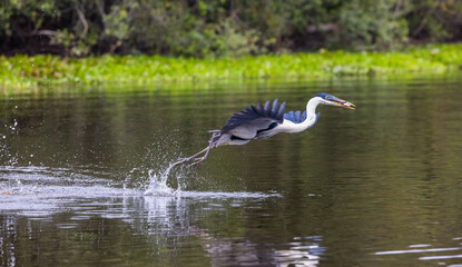 Cocoi Heron emerging from the water with a splash caught a fish holding it in its beak in Pantanal river of Brazil