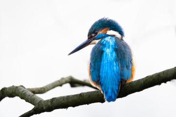 Eisvogel im Herbst auf einem Ast / Vogel / Kingfisher
