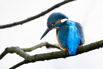 Eisvogel im Herbst auf einem Ast / Vogel / Kingfisher