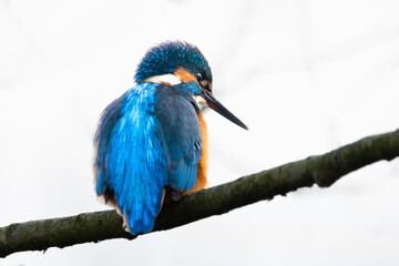 Eisvogel im Herbst auf einem Ast / Vogel / Kingfisher