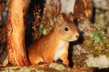 Squirrel