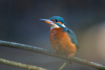 Eisvogel im Herbst auf einem Ast / Vogel / Kingfisher