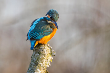 Eisvogel im Herbst auf einem Ast / Vogel / Kingfisher