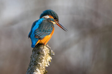 Eisvogel im Herbst auf einem Ast / Vogel / Kingfisher