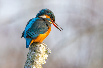 Eisvogel im Herbst auf einem Ast / Vogel / Kingfisher