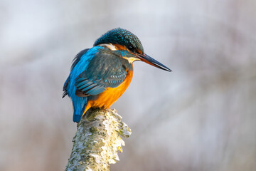 Eisvogel im Herbst auf einem Ast / Vogel / Kingfisher
