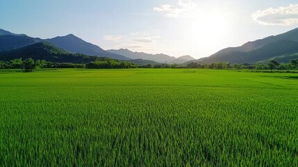 Fototapeta premium Breathtaking Panoramic View of Lush Green Farmland and Rolling Hills under Serene Sky