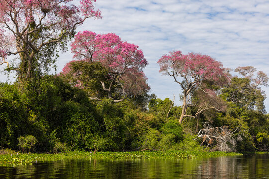 Beautiful flowering Pink Ipe tree with reflection in the water, in the wetlands of the Pantanal in Brazil