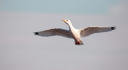 Obraz premium Graceful seagull in mid-flight against a clear blue sky