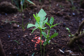 Young Plant Seedling Growing in Soil with Fertilizer