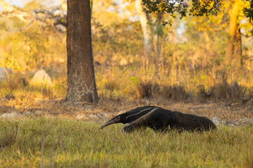 Vulnerable Giant Anteater (Myrmecophaga tridactyla) roaming the grasslands in the Pantanal wetlands of Brazil