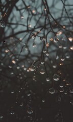 Raindrops cling to tree branches in a serene forest during twilight, creating a peaceful ambiance