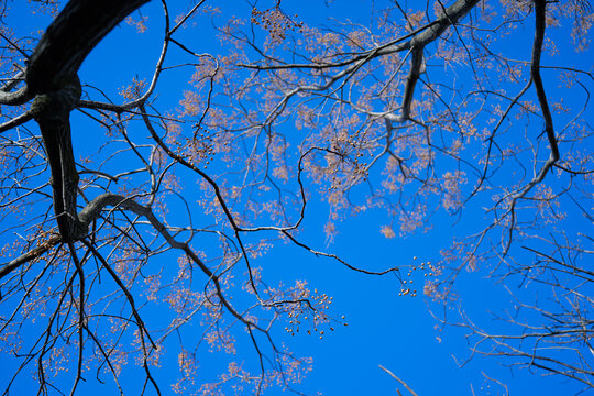 bare branches against the blue sky