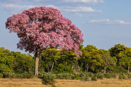 Beautiful flowering Pink Ipe tree , in the wetlands of the Pantanal in Brazil