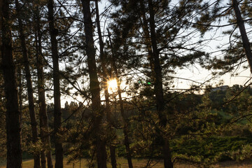 Numerous pine trees obscure the sunset, creating a mysterious and warm natural atmosphere