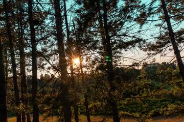 Numerous pine trees obscure the sunset, creating a mysterious and warm natural atmosphere