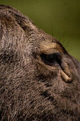 Sri Lankan sambar deer eye