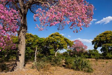 Beautiful flowering Pink Ipe tree , in the wetlands of the Pantanal in Brazil