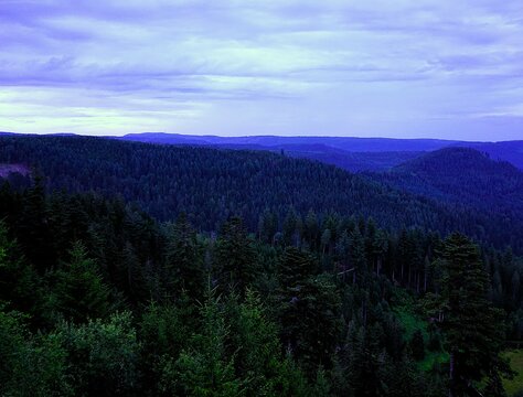 Panoramic view over the dark trees and firs of the northern Black Forest near Freudenstadt in Germany at dusk. 