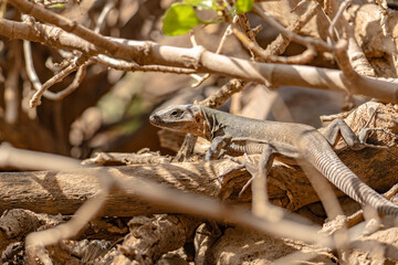 Lizard in the Barranco de las Vacas, Gran Canaria Island