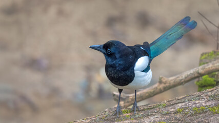 A curious magpie