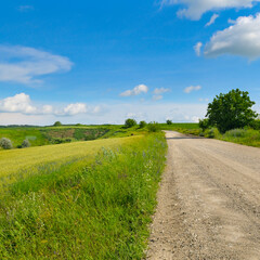 Country road and green wheat fields.