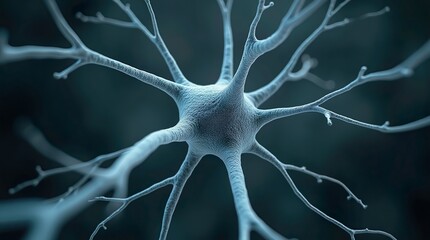 Visualizing the Interaction Between Neurons and Skin Cells in Sensory Perception