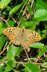Colorful butterfly resting on green leaves in a sunny garden during springtime
