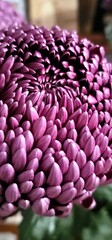 Close-up of a vibrant purple chrysanthemum showcasing intricate petal patterns and texture in a natural setting