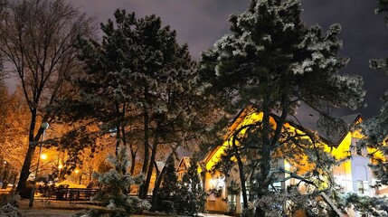 Nighttime winter landscape with trees covered in snow and warm lights from nearby buildings