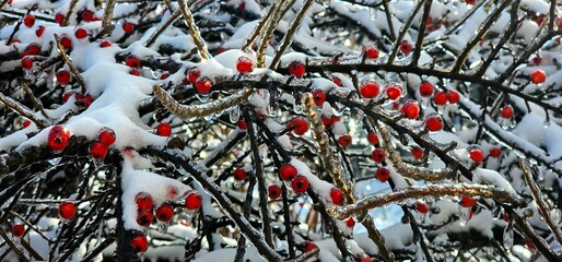 Snow-covered branches adorned with vibrant red berries in a winter landscape