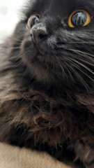Close-up view of a fluffy black cat with striking eyes enjoying a peaceful moment indoors