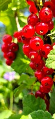 Vibrant red currants growing on a lush green vine in a sunlit garden during the summer season