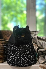 Black cat peeking out from a cozy basket in a bright room during the day