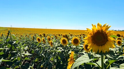 Sunflower field stretches under a clear blue sky showcasing vibrant blooms in full sunlight during summer season