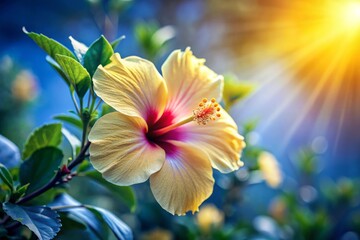 Vibrant Yellow Hibiscus Flower Petal with Brilliant Sunshine in Background Nature Photography