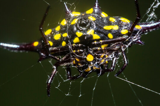 yellow spcrab-like spiny orb-weaverider (Gasteracantha cancriformis) on black background